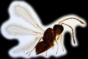 luna, syn. dorcas Htype 0.png