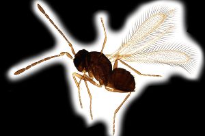 luna, syn. euryale Htype 0.png