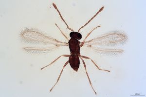 Th14-0 luna F2-2-1, M1 shorter M2.jpg