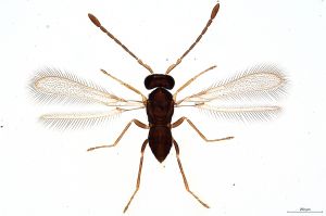 Th170-0 luna F2-2-1, M1 shorter M2.jpg