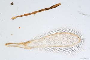 Th1775-0 luna cf..jpg