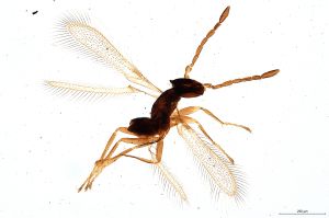 Th1776-0 luna F2-0-0.jpg