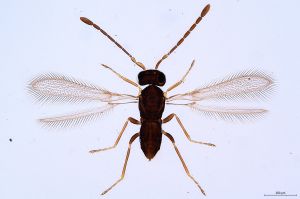 Th186-0 luna F2-1-0.jpg