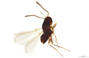 Th262-II-0 luna, F2 0-0, M1 longer M2.jpg