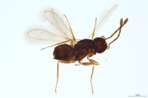 Th262-III-0 luna, F2 0-0, M1 longer M2.jpg