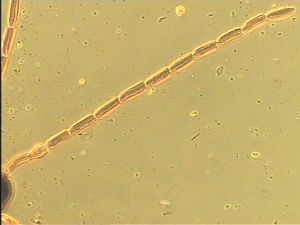 Th288 cf. luna male.jpg