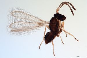 Th3228 luna F2-0-0.jpg