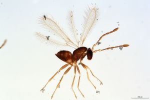 Th3235-I-0 luna F2-0-0.jpg