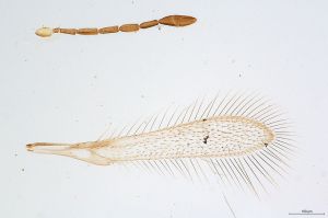 Th325-0 cf. luna.jpg