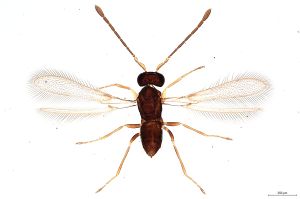 Th331-0 luna F2-0-0, M1 longer M2.jpg