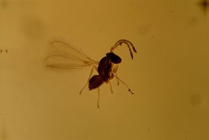 Th337 longicornis 3-6.jpg