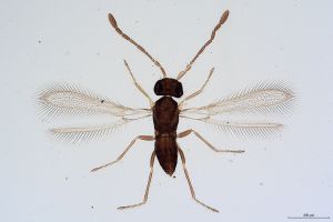 Th342-II-0 luna cf mps F2 0-0, F4 1-0.jpg