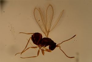 Th391-4 longicornis 3-6.jpg