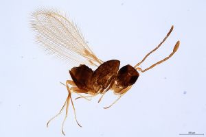 Th396-0 luna F2-1-1.jpg