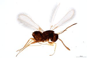 Th41-0 luna F2-0-0.jpg