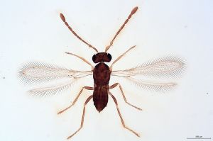 Th6-0 luna F2-1-1.jpg