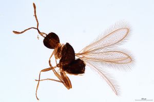 Th62-0 luna F2-0-0, M1 longer M2.jpg