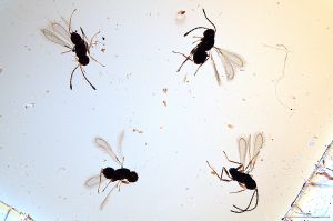 Th1435-0 luna 3f,1m.jpg