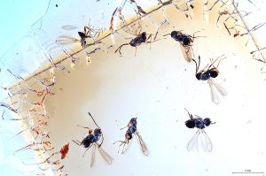 Th1436-0 luna 6f,1m.jpg