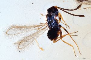 Th1436-I-0 luna F2-1-1, M1=M2.jpg