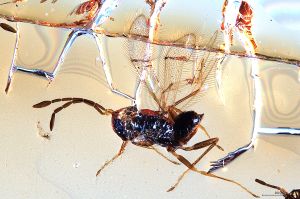 Th1436-II-0 luna F2-1-1, M1=M2.jpg