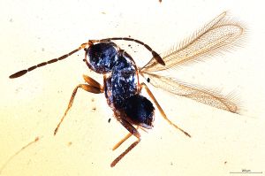 Th1436-III-0 luna F2-1-0, M1=M2.jpg