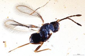 Th1437-II-0 luna F2-1-1, M1=M2.jpg