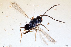 Th1437-III-0 luna male.jpg