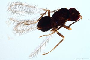 Th1468-II-0 luna F2-1--, M1=M2.jpg