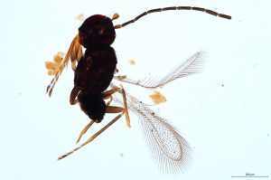 Th1468-III-0 luna male.jpg