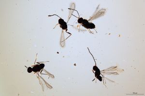 Th1469-0 luna 2f,2m.jpg