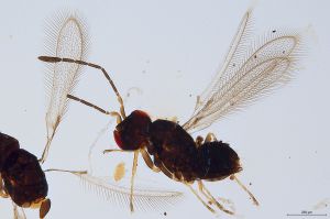 Th1469-I-0 luna F2-1-1.jpg