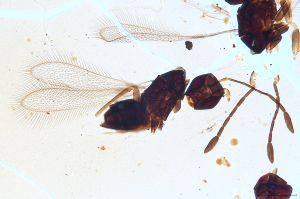 Th2969-I-0 luna F2-1- -.jpg