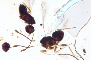 Th2969-II-0 luna F2-1-1.jpg