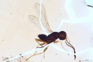 Th2969-III-0 luna F2-2-1.jpg