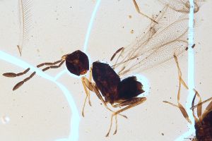 Th2969-IV-0 luna F2-1-1.jpg