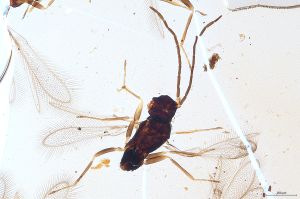 Th2969-V-0 luna male.jpg