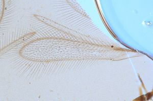 Th2969-VI-0 luna.jpg