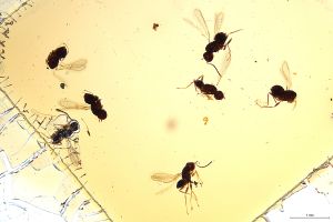 Th2972 luna 0 6f1m.jpg