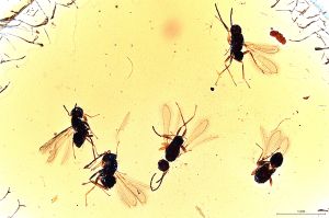 Th2973 luna 0 3f2m.jpg