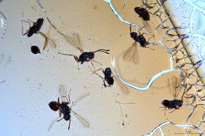 Th2974 luna 0 7f.jpg