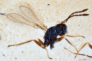 Th2974-I-0 luna F2-1-0.jpg