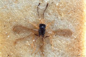 Th3330-0 luna possibly.jpg