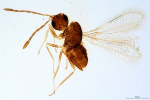 Th1475-0 luna F2-0-0.jpg