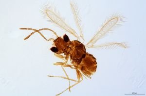 Th1480-0 luna F2-0-0, M1 shorter.jpg