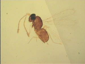 Th1166 no LASX image.jpg