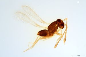 Th1167-0 luna F2-0-0, F4-1-0.jpg