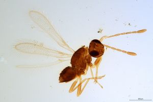 Th1169-0 luna mps F2-0-0.jpg