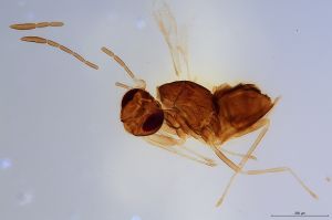 Th1172-0 luna mps F2-1-1.jpg