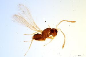 Th1173-0 luna mps F2  1-1.jpg